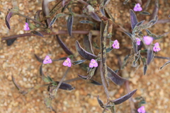 Cyanotis fasciculata